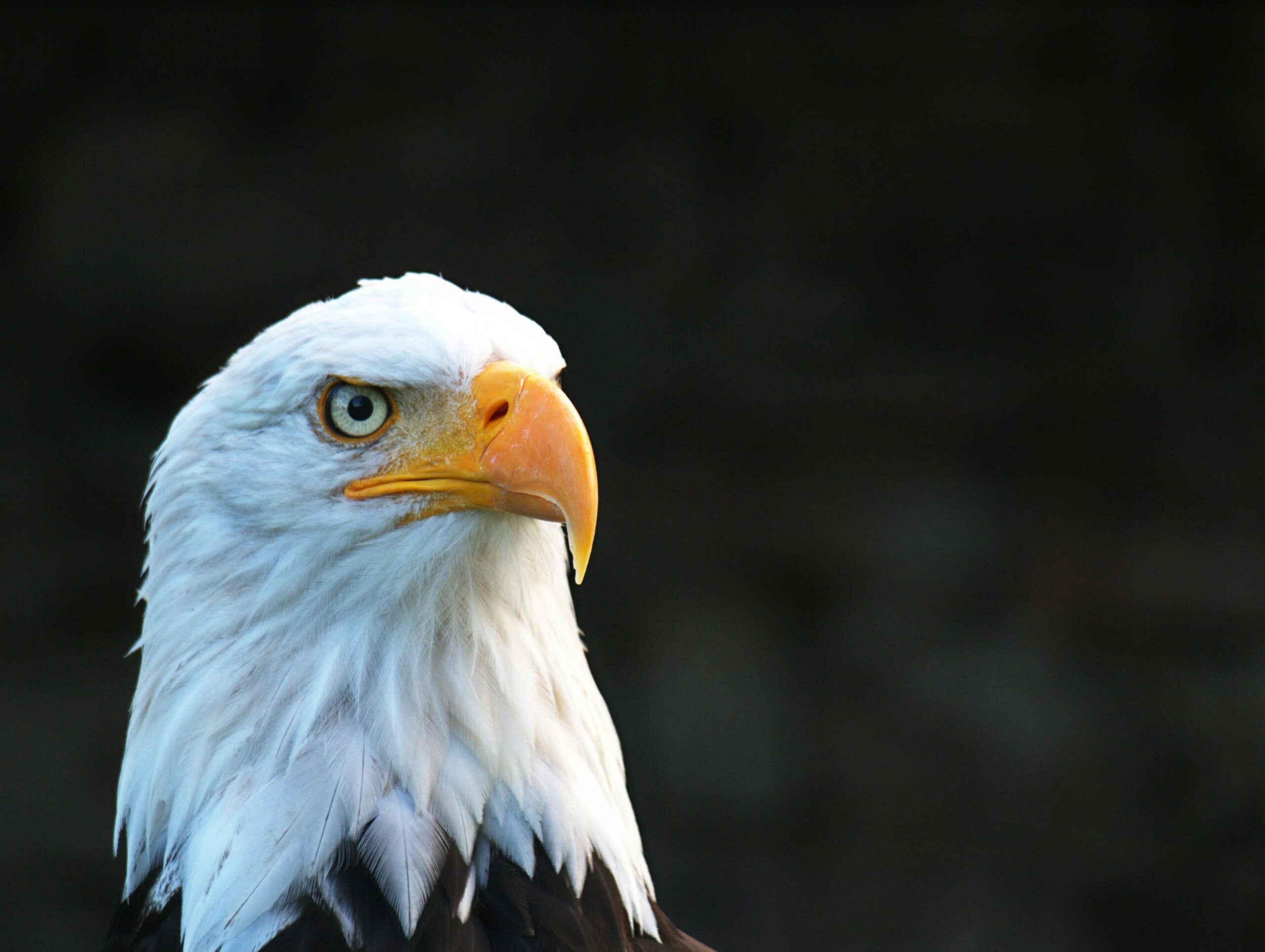 Majestic bald eagle with striking eyes and beak in natural light